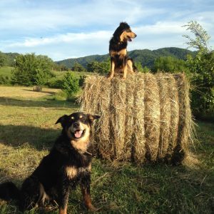 Chip and Penny on Haybale
