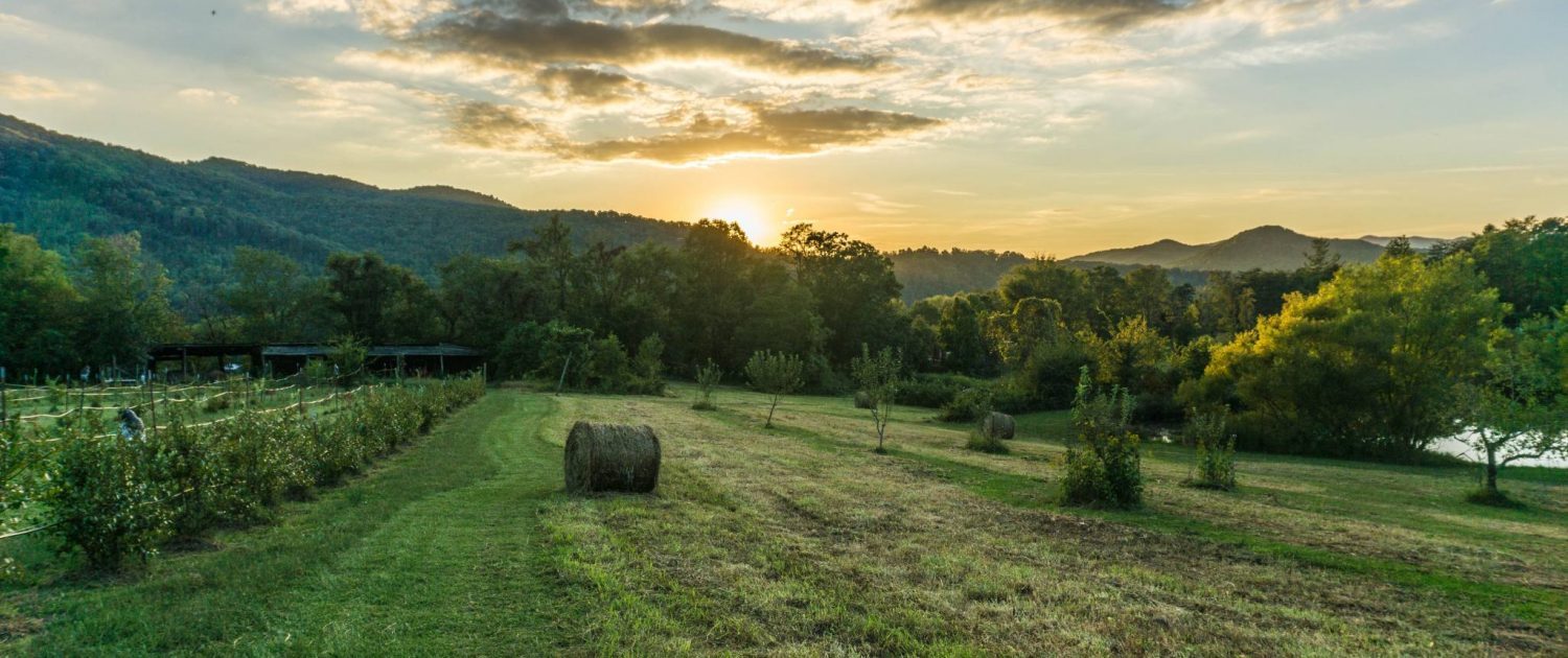 Blueberries and Hay on Broadwing